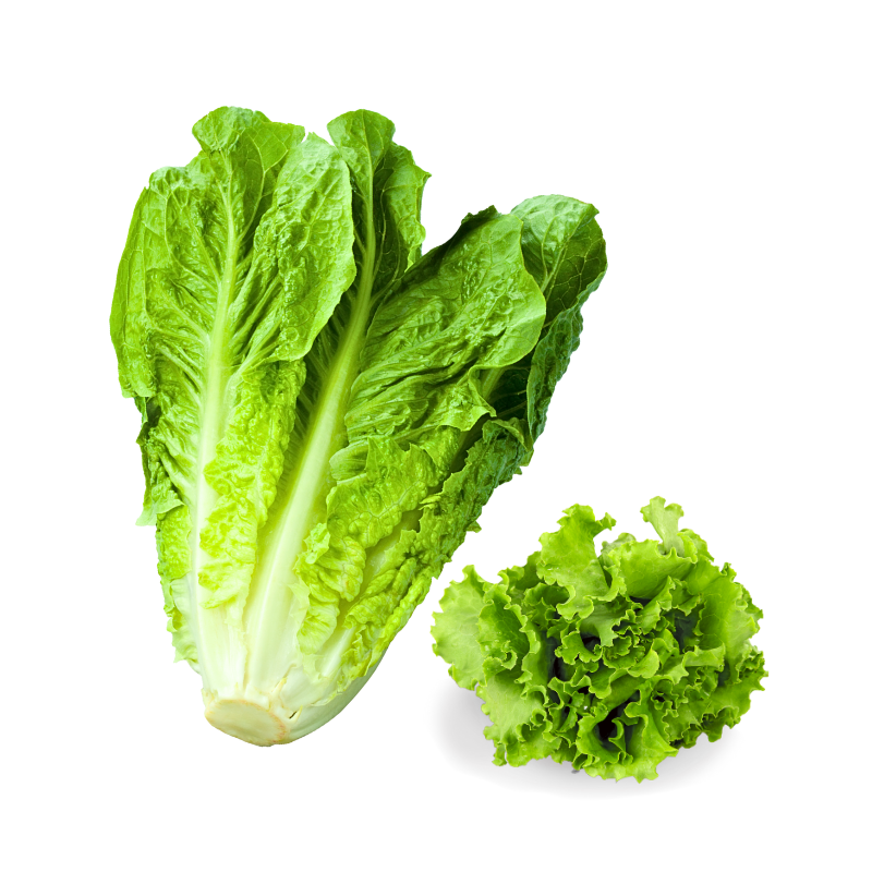 LECHUGA