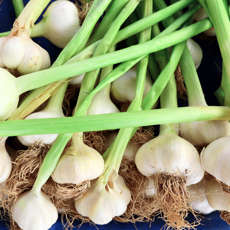 AJO TIERNO - Imagen 2