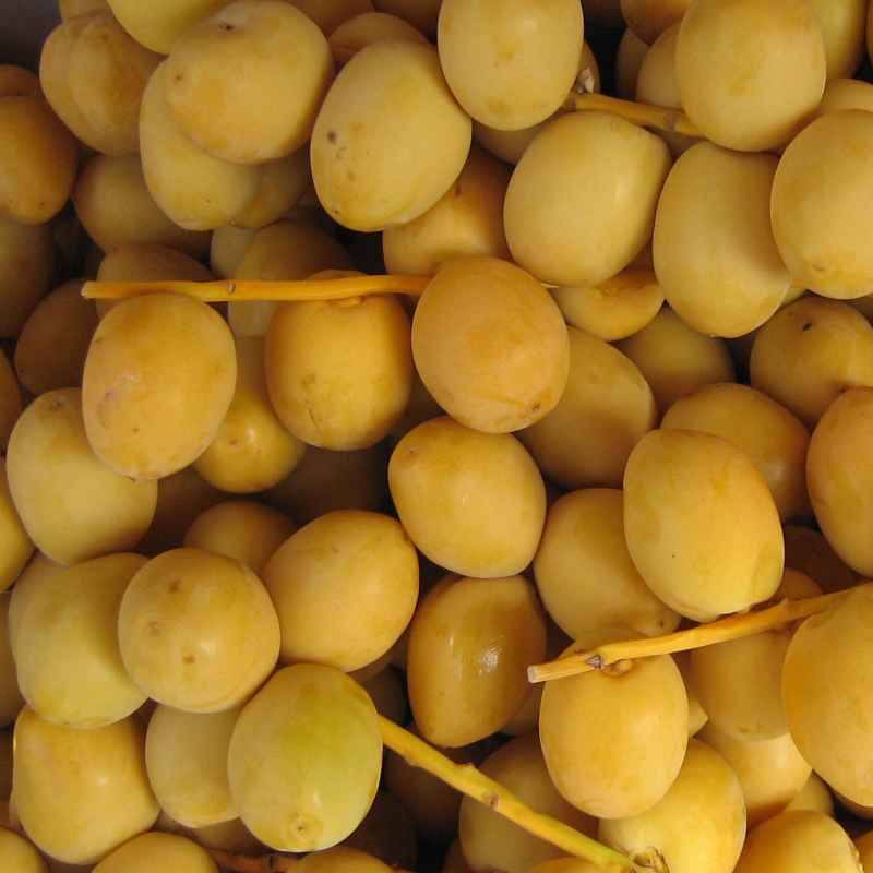 DÁTIL FRESCO - Imagen 2