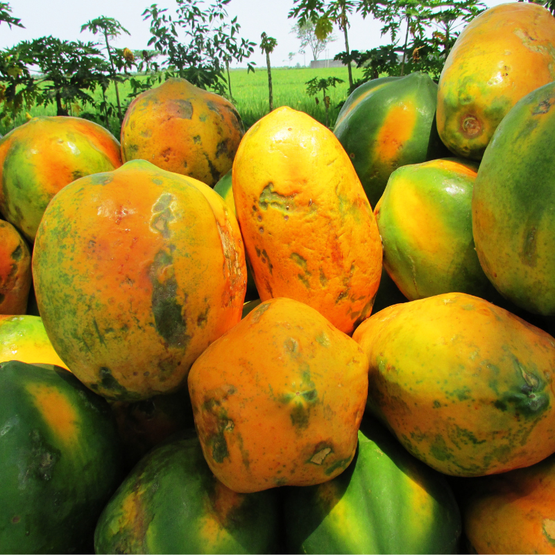 PAPAYA - Image 2