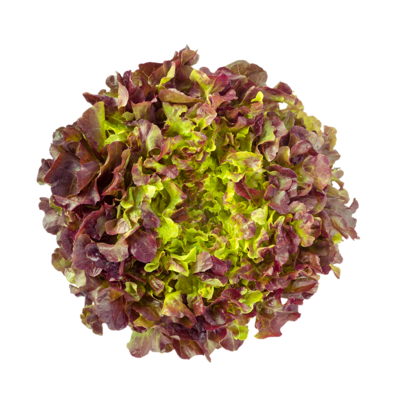 LECHUGA HOJA DE ROBLE