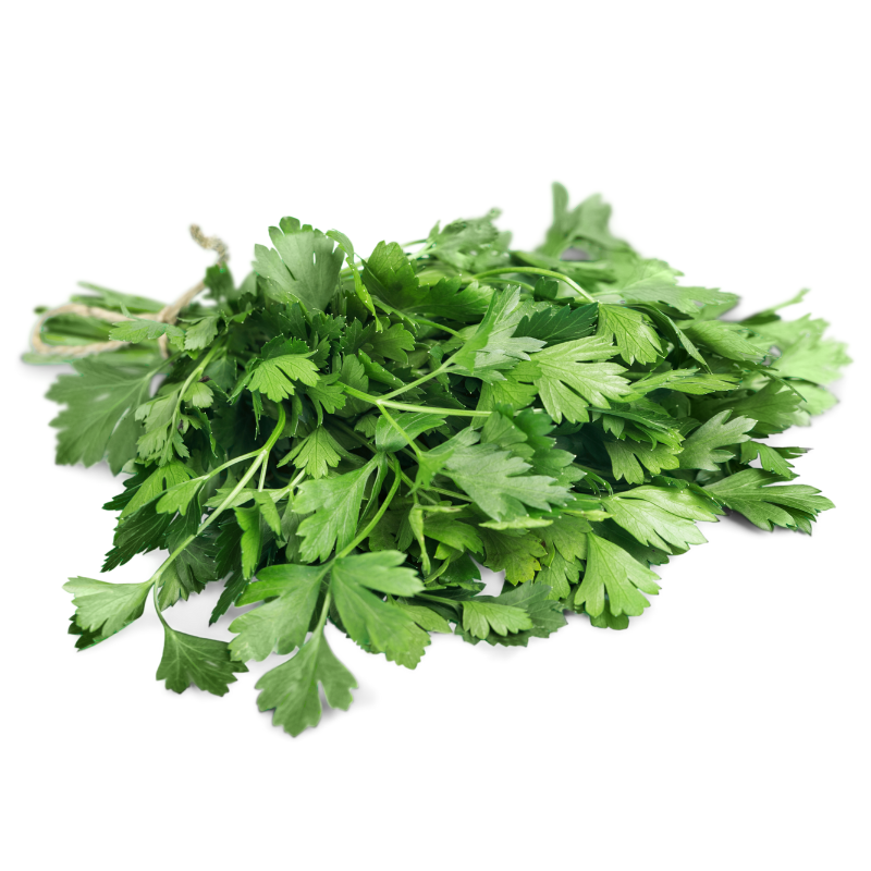 CORIANDER BUNCH