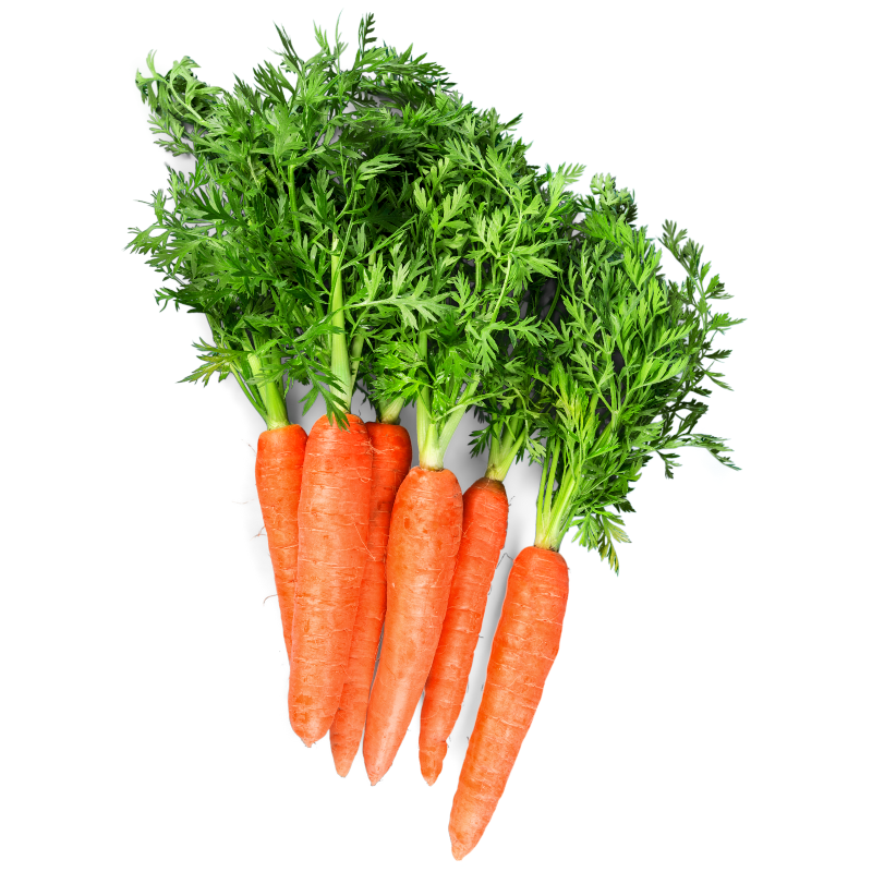 CARROT BUNCH